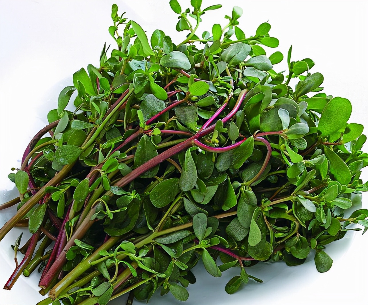 小时候经常见又叫不上名字的植物,一些常见的能吃的植物名称