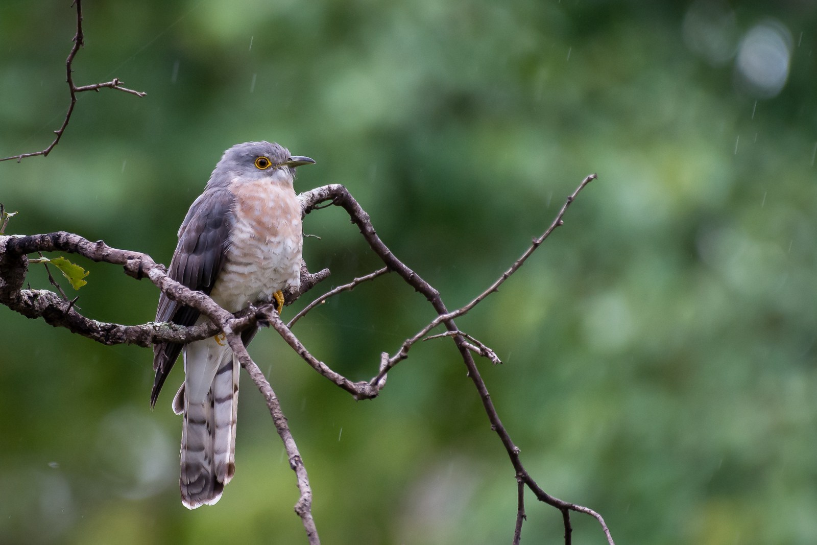拿相机打鸟,用长焦相机打鸟如何