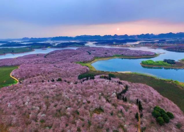 世界最大的樱花园,世界最大的樱花园在贵州吗