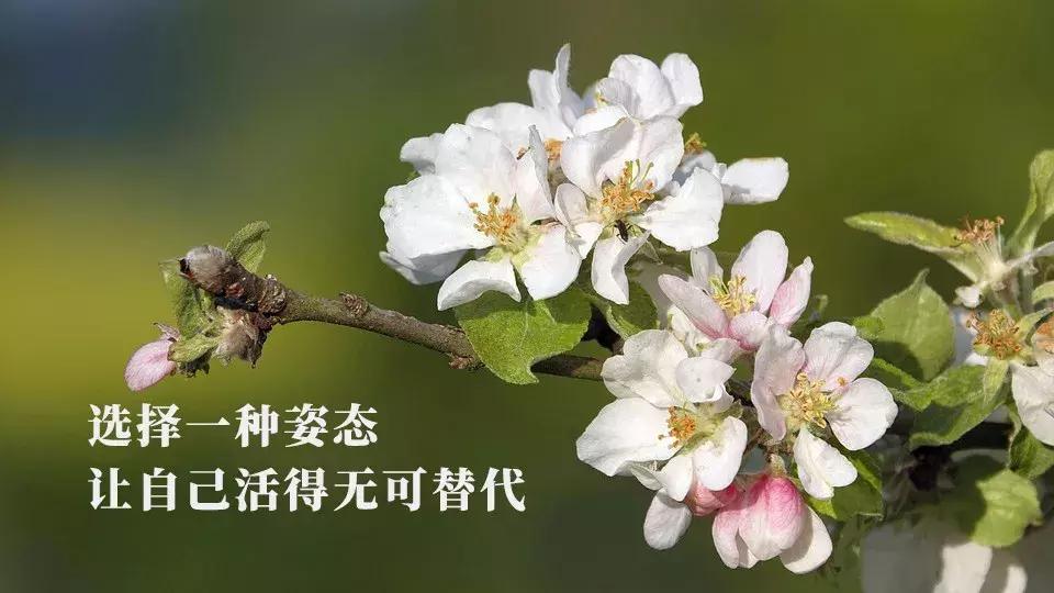 端午粽叶飘香祝福朋友们端午安康,端午节吃粽子短信