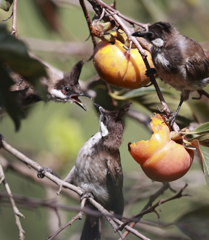 鸟中“C罗”来了!据说是西湖最酷的仔