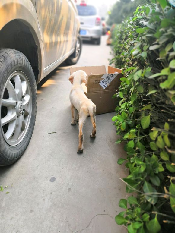 养拉布拉多的噩梦,刚买回来的拉布拉多胆子小怎么办