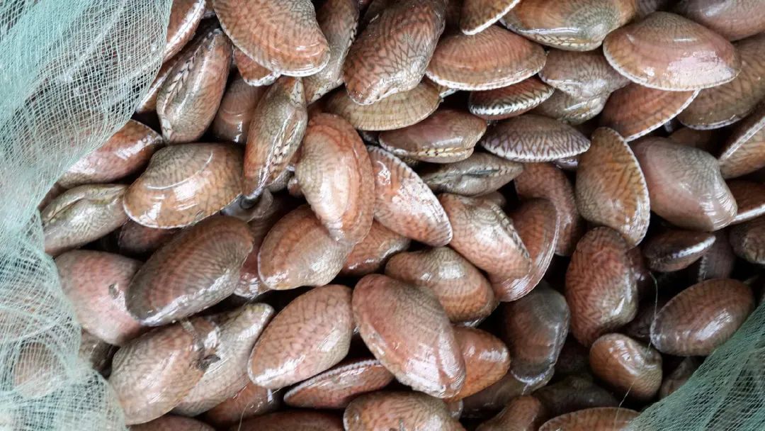 蛤蜊、蛏子、毛蚶、蚬子，那些好吃的小贝壳，今天一次搞清楚