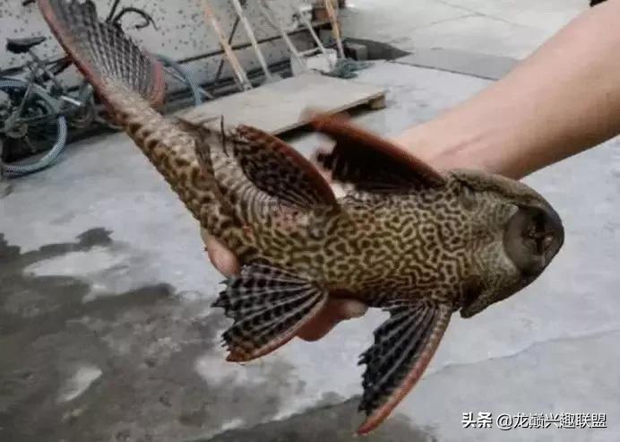 这门婚事我反对图片,哪种清道夫可以和锦鲤一起养