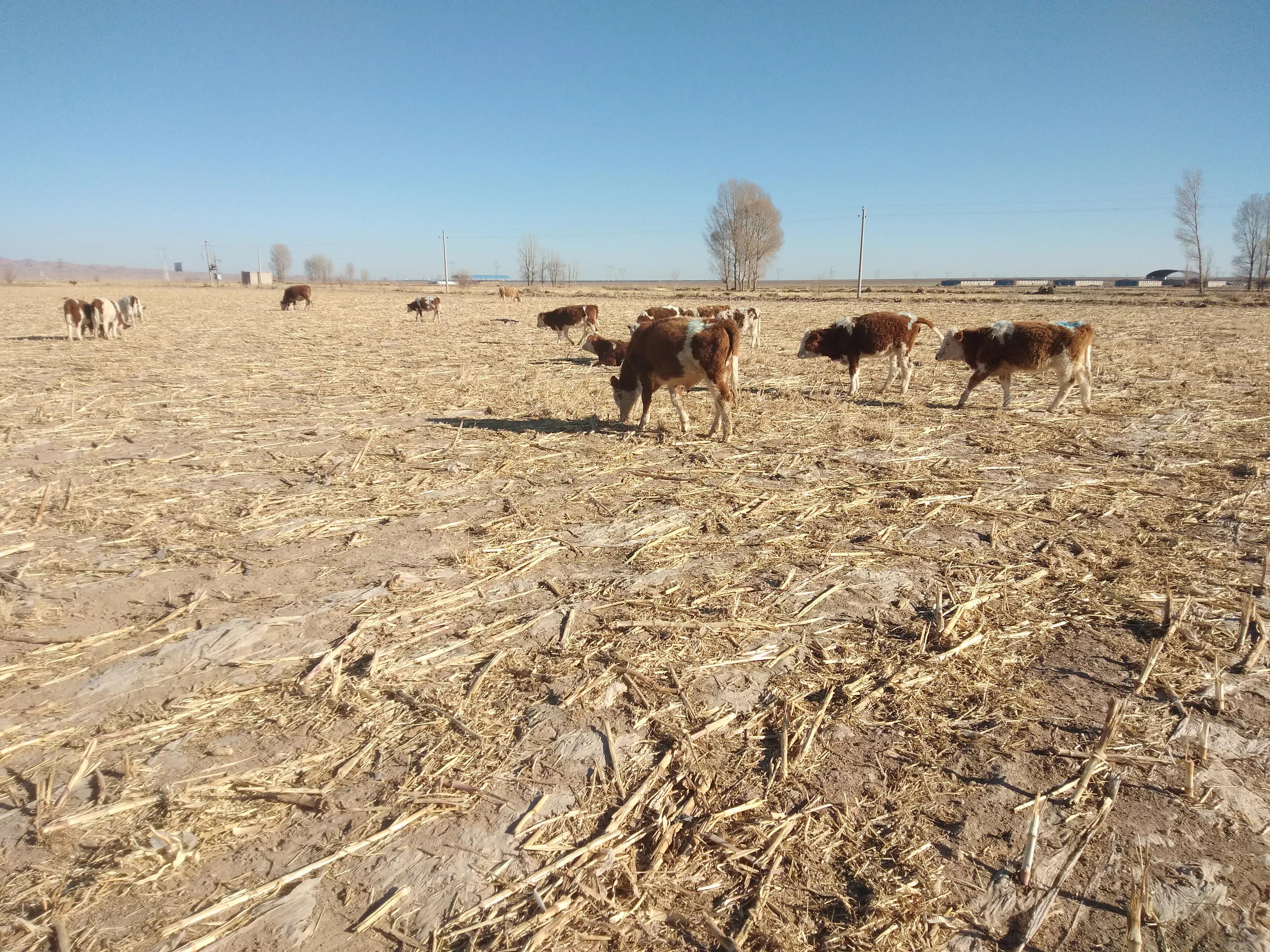 牛年至，“牛气冲天”涨势一浪高过一浪，未来3年养牛前景如何？