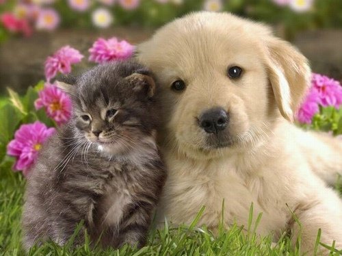 狗狗洗澡沐浴露太香了对狗狗好吗,狗狗需要专门的沐浴露吗