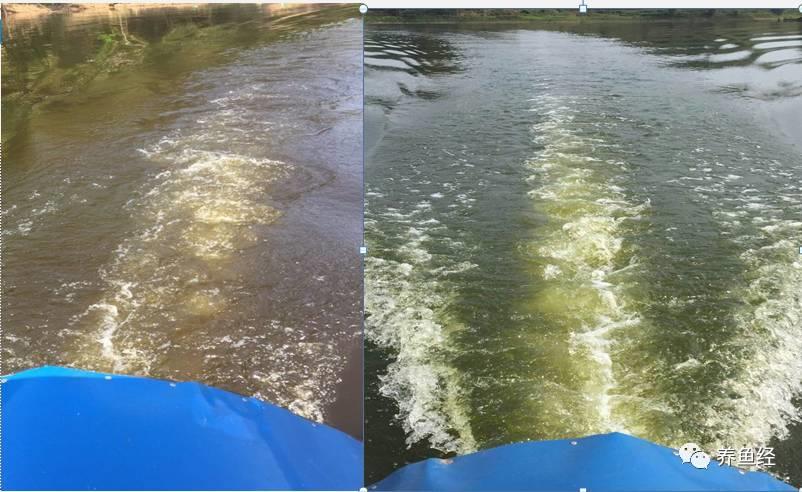 实战派！池塘水色过浓的危害有哪些？如何处理？一线渔医为您解答