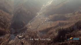 秦岭核桃避坑,秦岭山区致富项目