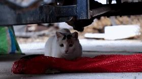 最会抓老鼠的猫是什么品种的猫,盘点十大最会抓老鼠的猫咪品种