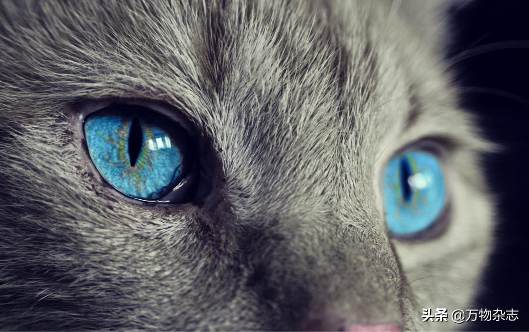 烤肉为什么香,烤肉香是什么原理