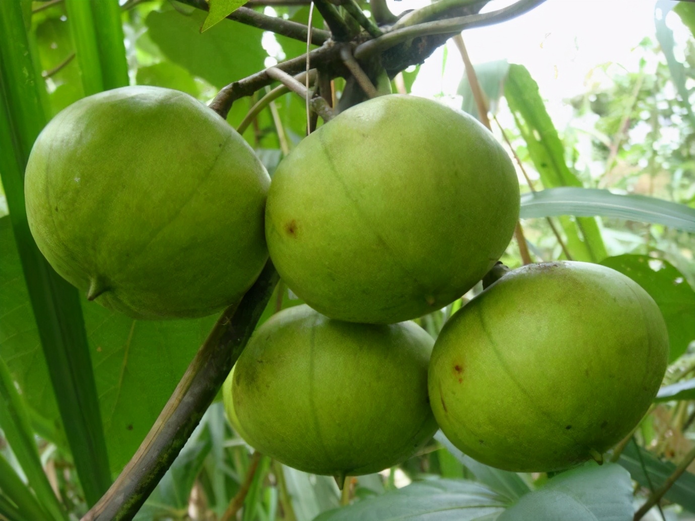 中美《桐油借款合约》,美国要求中国用22万吨桐油抵押所欠*款贷**