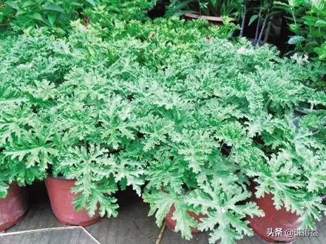 驱蚊液五花八门该怎么选,驱蚊植物最好是哪种