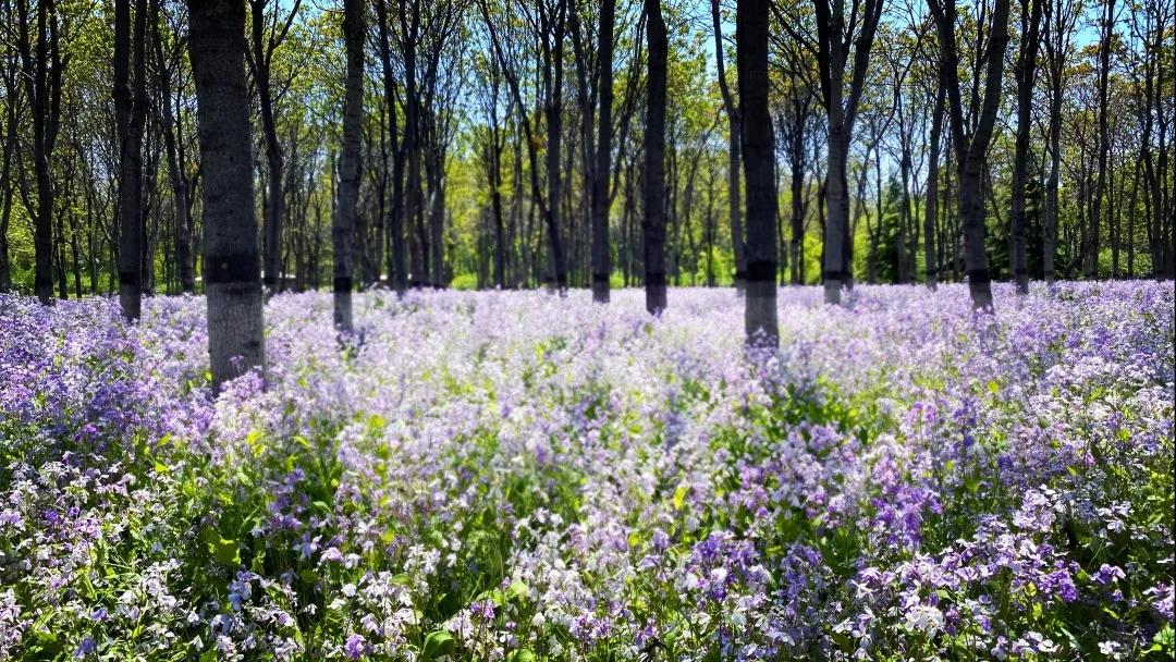 沈阳二月兰花海花期,沈阳二月兰花哪里最多