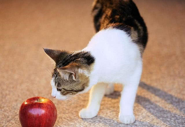 养猫养狗基本常识,养猫基本常识搞笑