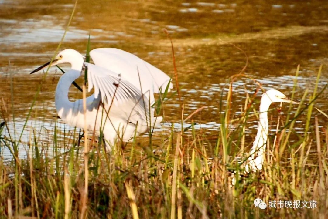 城晚拍拍丨落日余晖