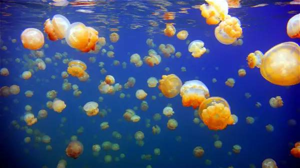 帕劳离境税,帕劳入境最新规定