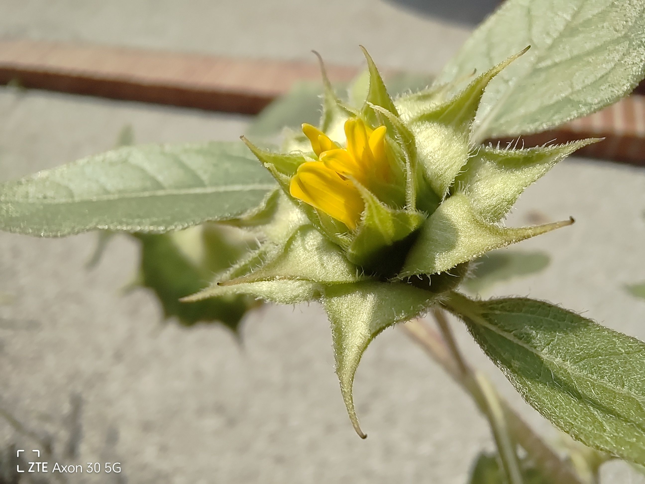 中兴axon305g手机测评,中兴axon30屏下版上手体验