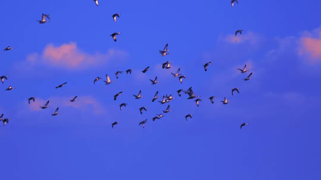 涂上黄色的“润唇膏”，TA就是野鸭中最靓的仔