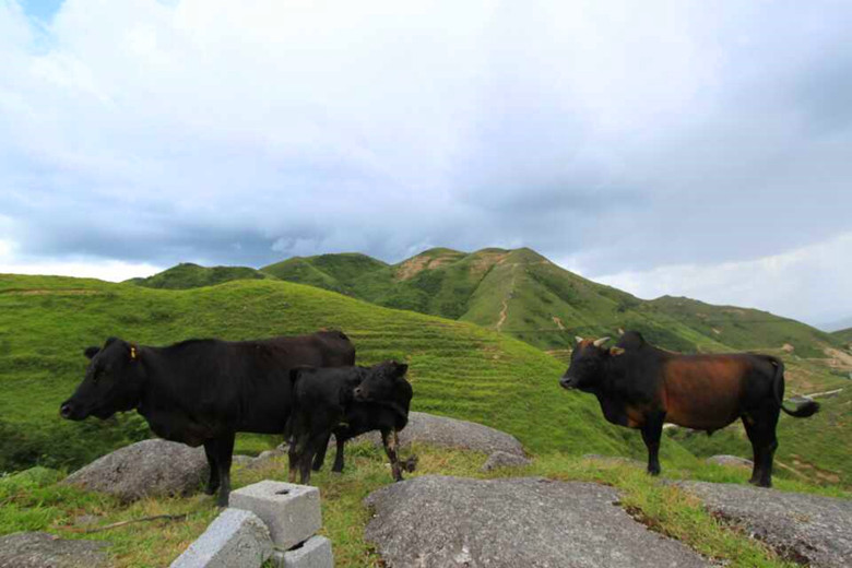 农村养牛口诀,养牛致富顺口溜搞笑