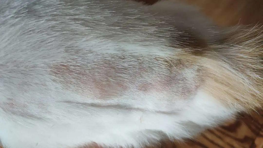 猫咪为啥挠痒受伤,猫咪为啥老是挠嘴巴