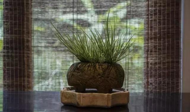 禅意浓浓的菖蒲盆景,最有禅意小绿植是菖蒲