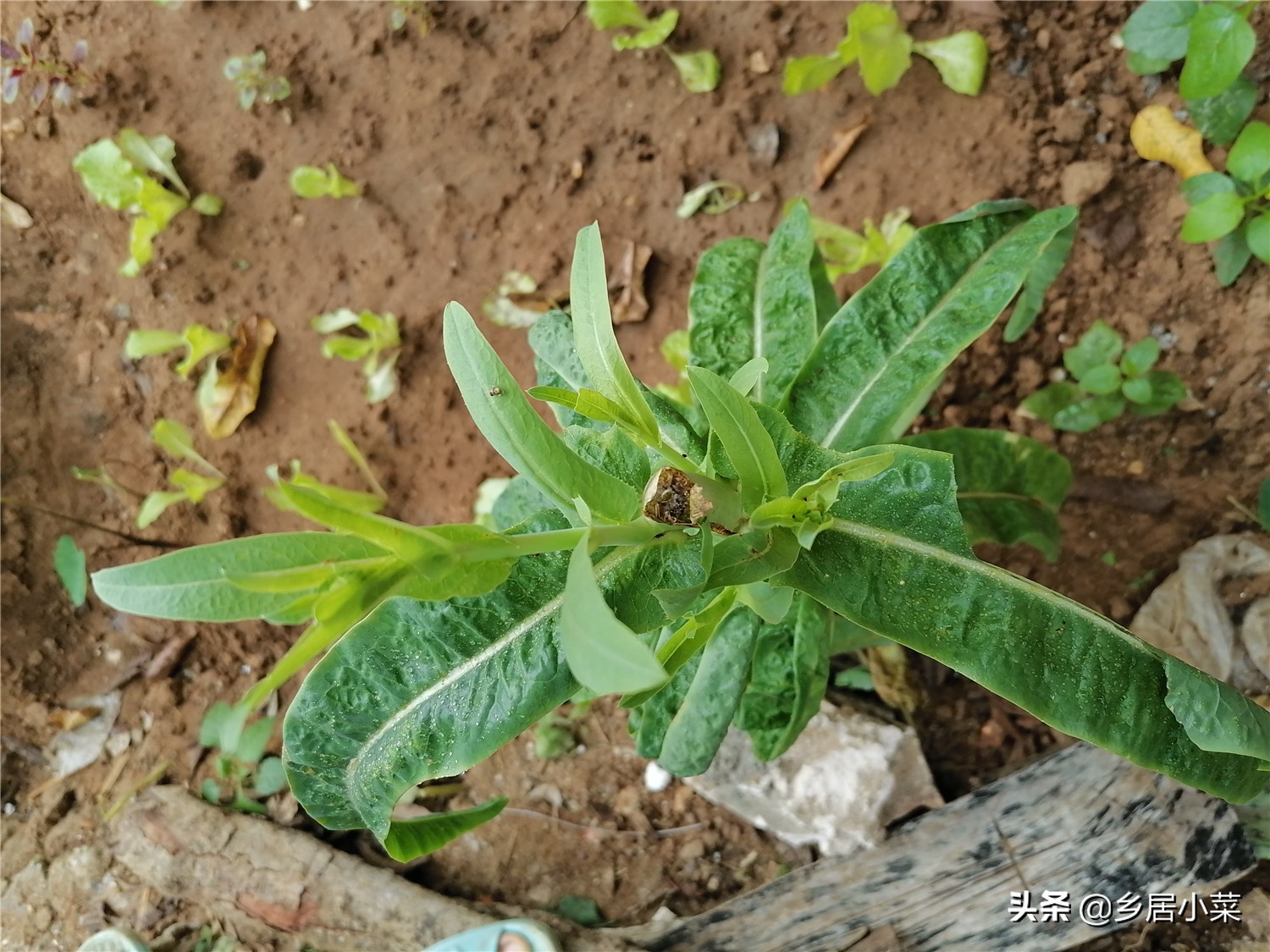 秋季栽培的莴笋生长期,莴笋整个生长期需肥