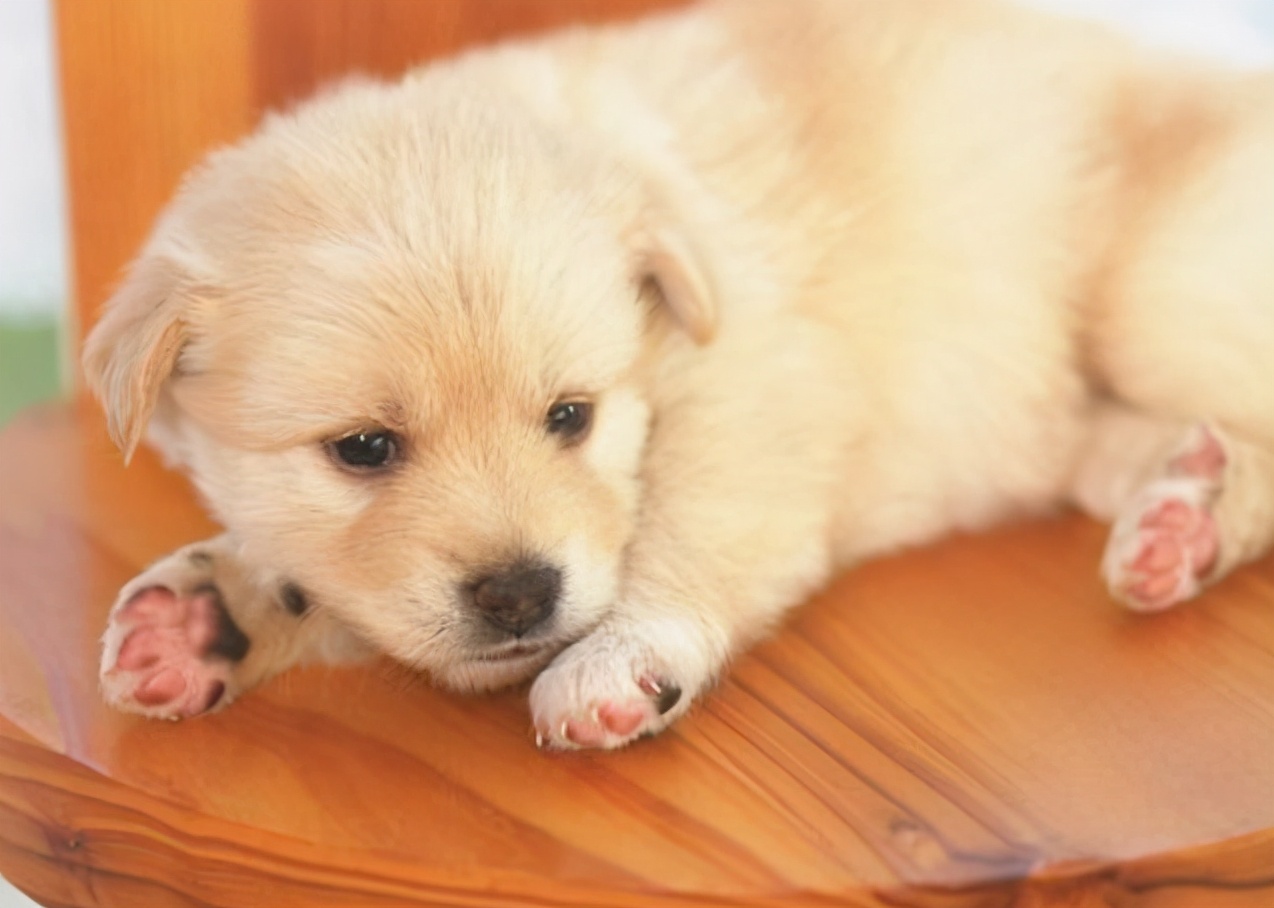 狗狗叫什么名字好听顺口霸气,狗狗叫什么名字霸气招财