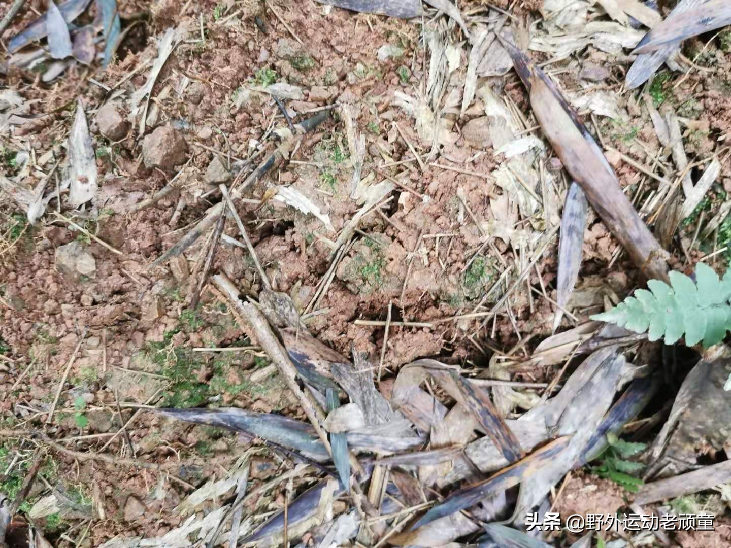 野生小竹笋笋干制作全过程,新鲜毛笋怎么做毛笋干