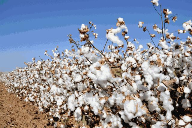 氛围感*疆新**棉四件套!浪漫丛林双重色彩,全棉磨毛很暖和