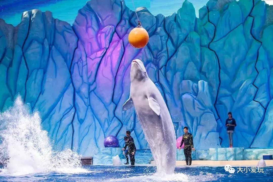 黄金周不用做攻略，这个海洋+科技的超大主题乐园，全家人都尽兴