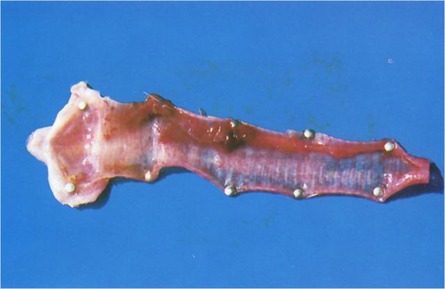 鸡传染性喉气管炎西药奇方,鸡传染性喉气管炎活疫苗使用方法