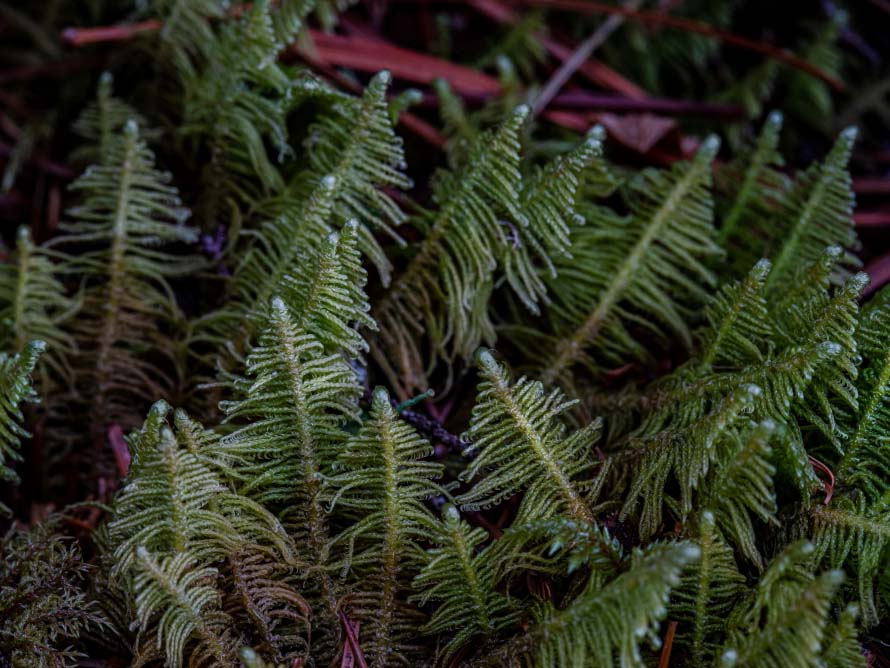 生活中苔藓,苔藓的一生经历了几个阶段