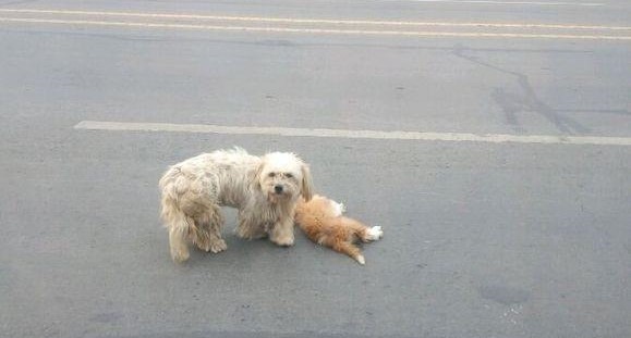 狗狗能够理解死亡吗,狗狗死亡意味着什么