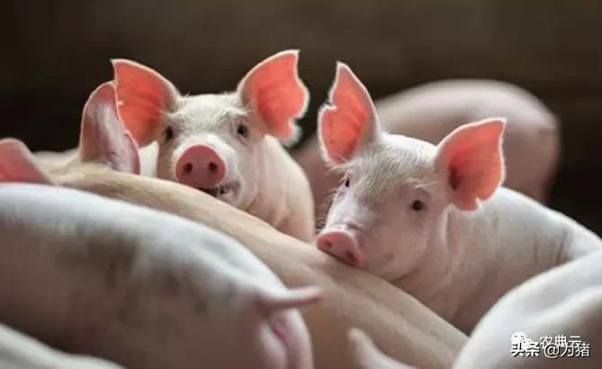 猪感冒症状与猪流感症状的区别,猪感冒咳嗽用什么方法治愈最快