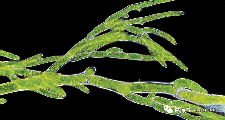 钘荤被妞嶇墿鐨勫舰鎬佺粨鏋勫拰鐢熸椿鐜,钘荤被鐨勭敓闀夸笌杩涘寲