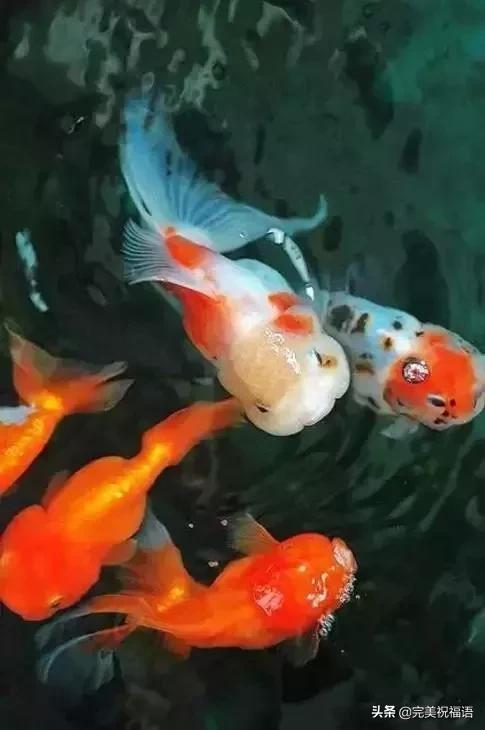 祝大家新年快乐年年有锦鲤,祝大家新年大吉年年有鱼