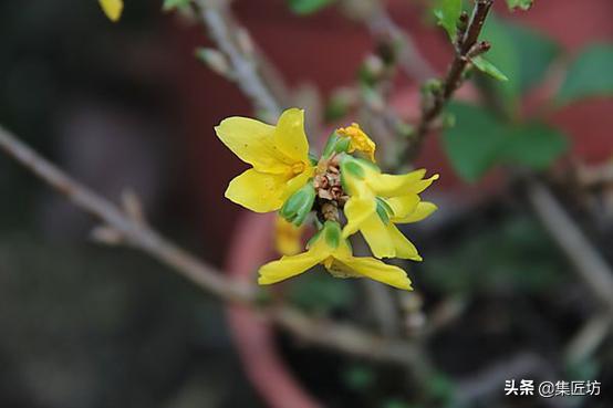 连翘盆景的养护,连翘迎春花盆景养殖方法