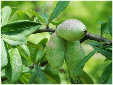 药用的木瓜是平常用的木瓜可以吗,药物木瓜和平常吃的木瓜有啥区别