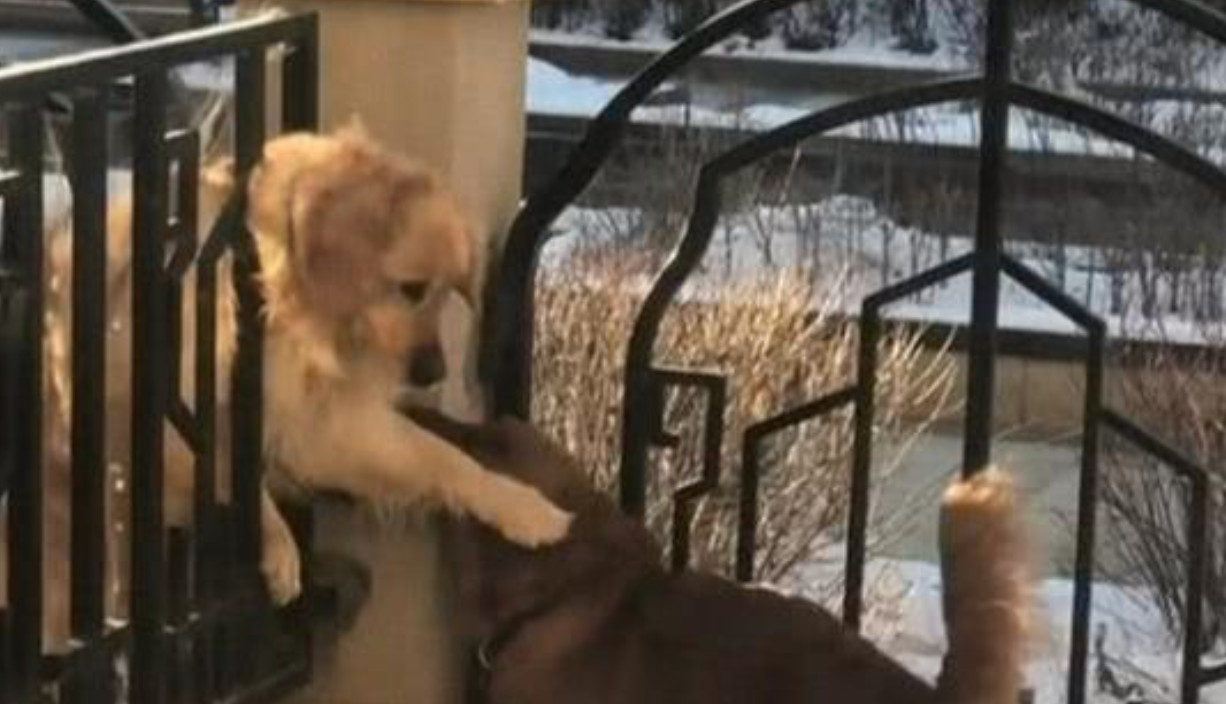 男子发现邻居阳台上有狗后续,男子发现邻居家不对劲