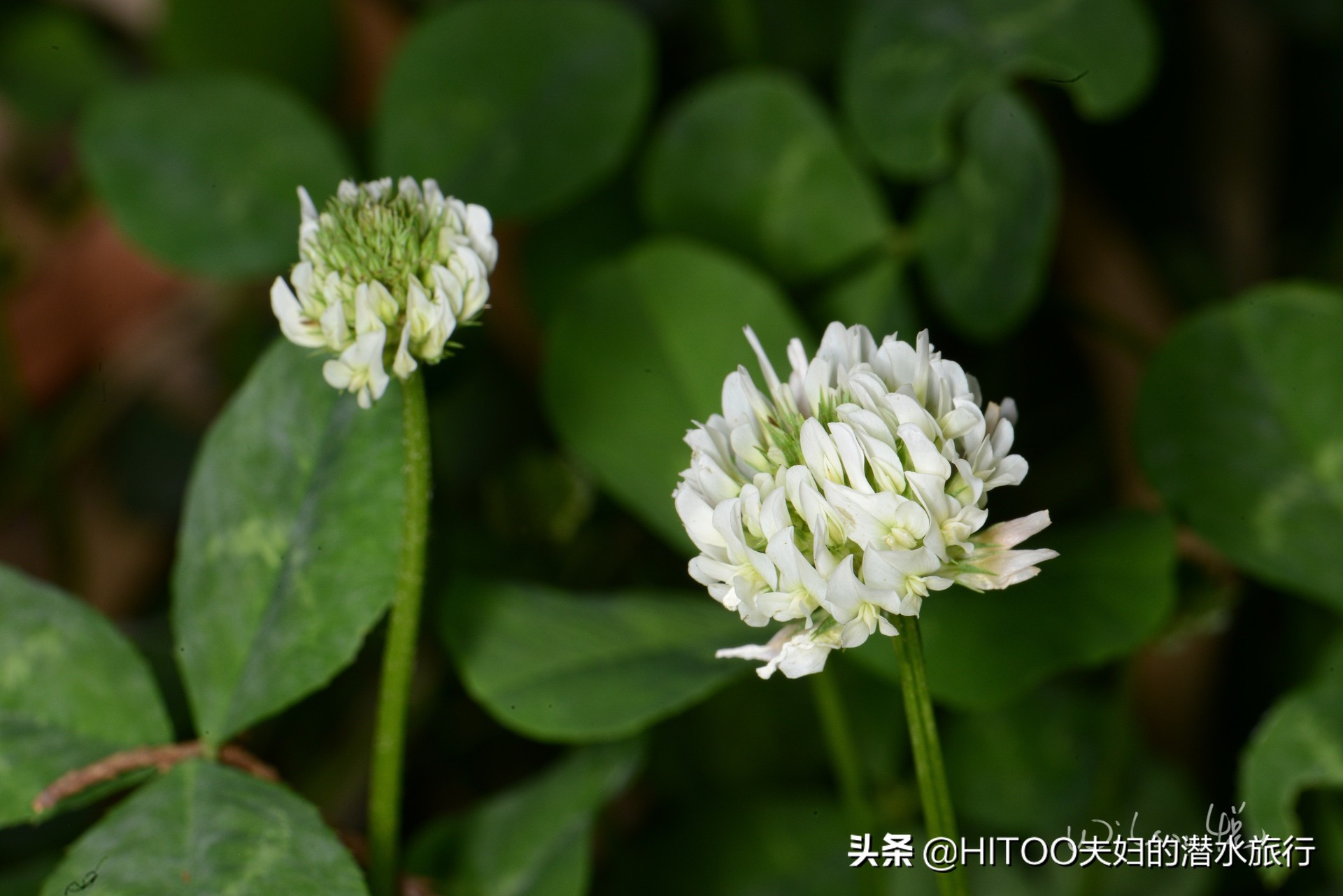 先有黑水祠，再有昆明城，来黑龙潭看奇景异木|自驾游记4