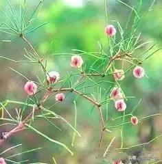 新疆的特殊植物,新疆戈壁上常见的植物