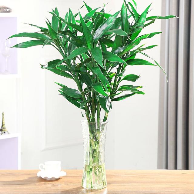 水培富贵竹子烂根,水培富贵竹不黄叶不烂根的秘诀