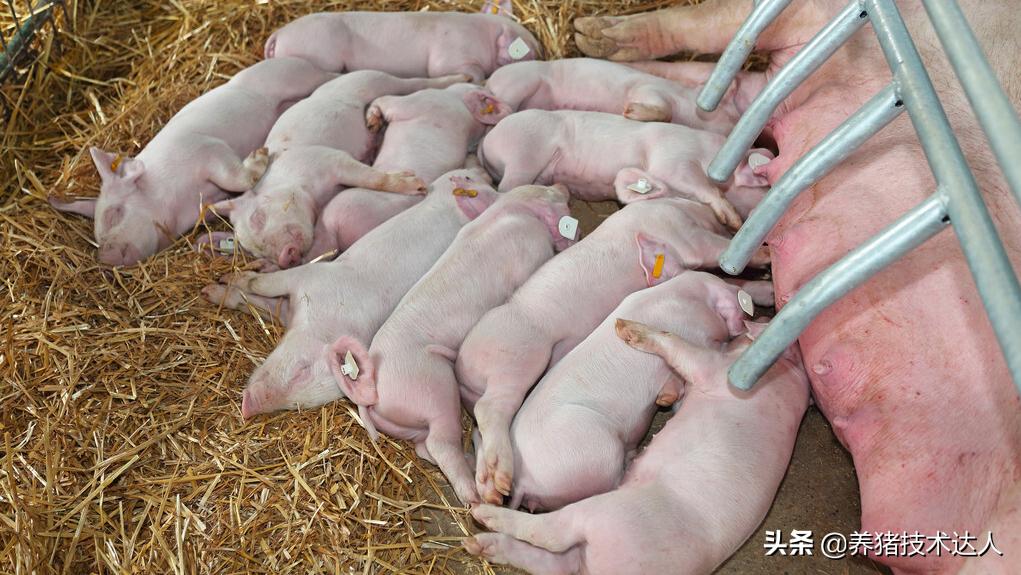 母猪产前不吃打什么针,母猪产前不吃食打什么针好