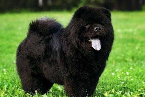 松狮犬有几种颜色,纯种松狮最大的特征