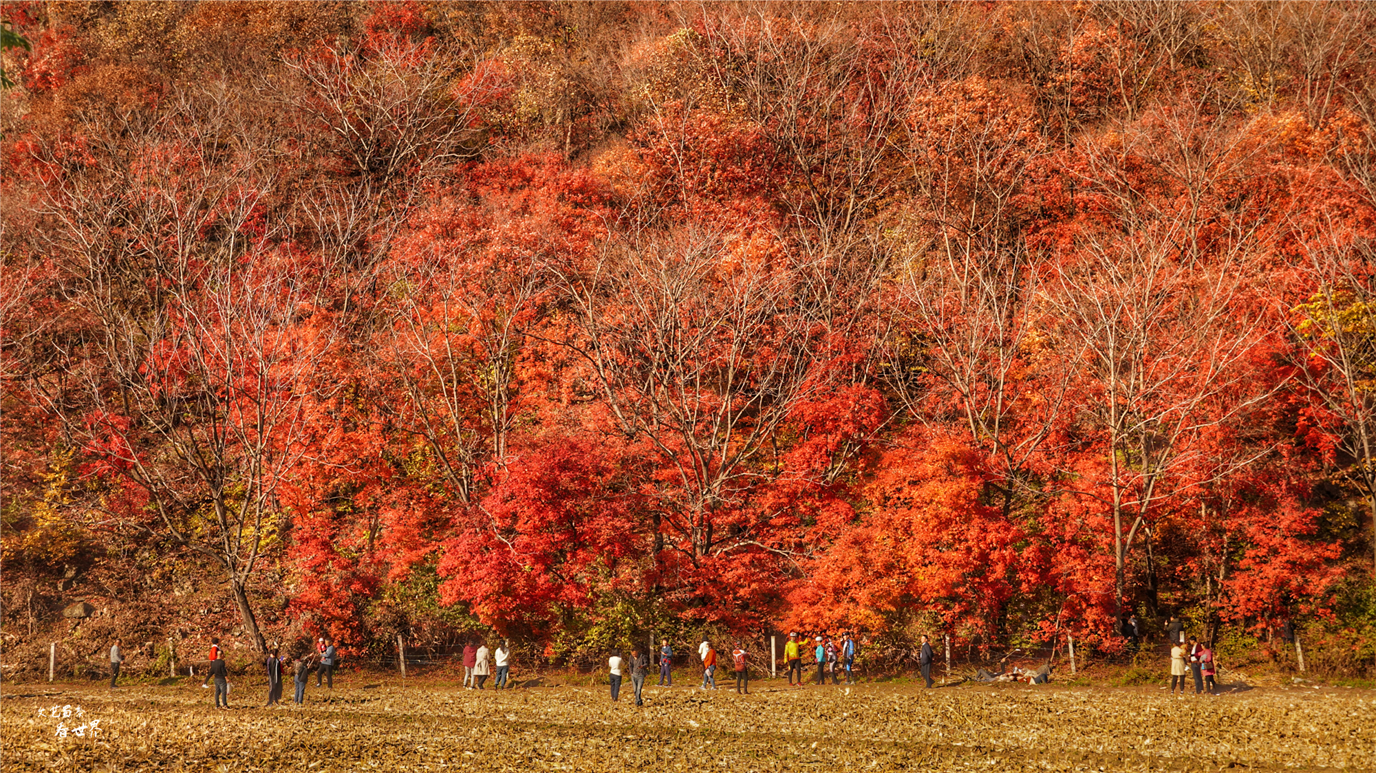 本溪关门山看枫叶最佳游览路线,本溪红叶层林尽染自驾游攻略