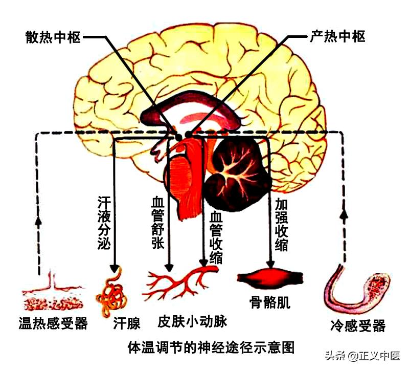 十二经脉和十二正经的区别,十二皮部