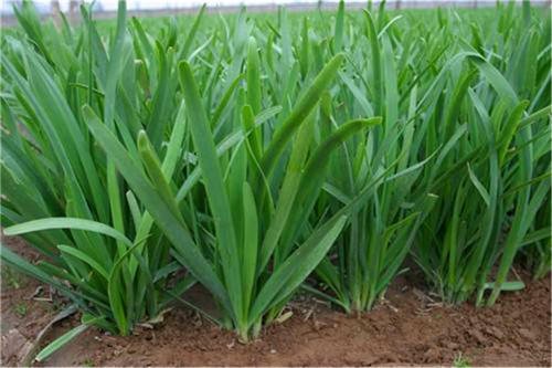 正宗最好的韭菜种植方法,韭菜种植营养方案