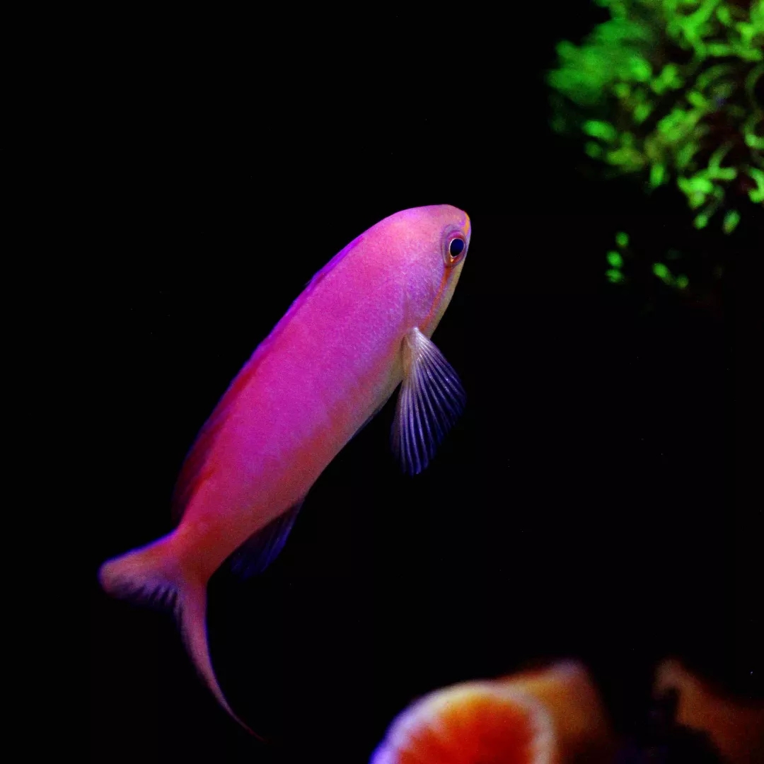 人见人爱观赏鱼,人见人爱的观赏鱼