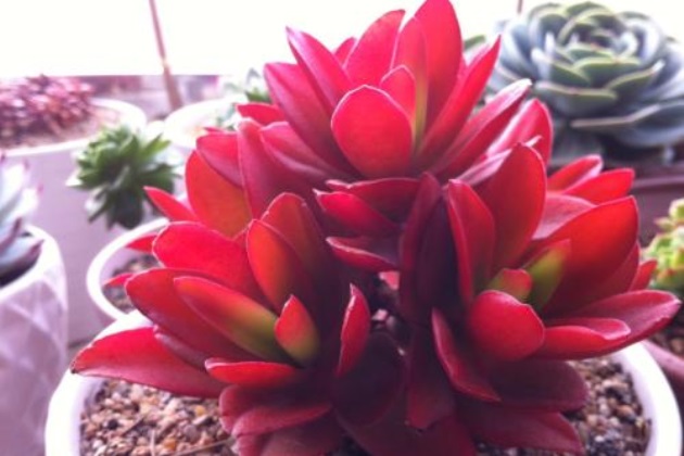 火祭怎么养成绿色的了,火祭夏天怎么养才能长得快