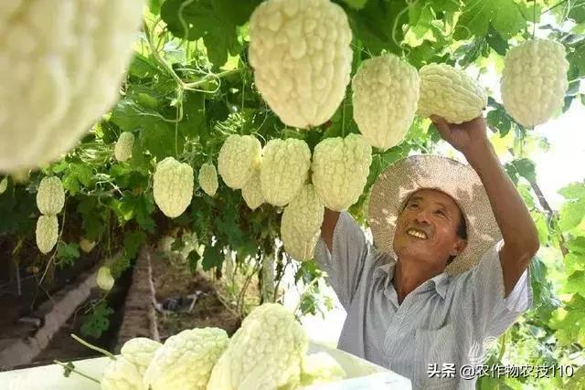 谁说农业不赚钱？！一亩收益60万，试过这3个新玩法的菜农赚嗨了